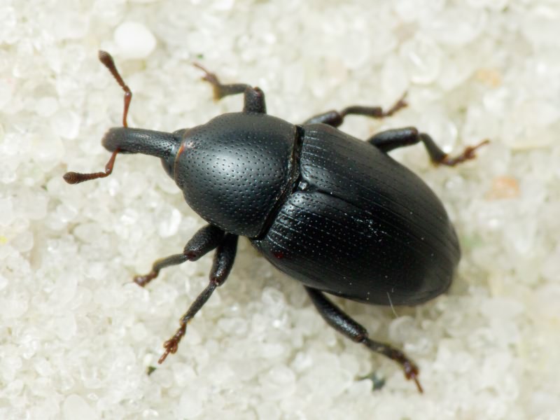 Malvaevora timida (Rossi, 1792)